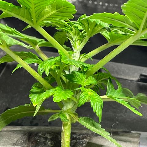 Royal Dwarf growlog timeline photo