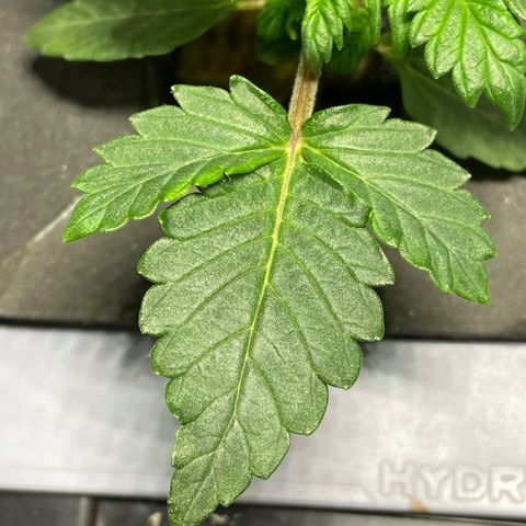 Royal Dwarf growlog timeline photo