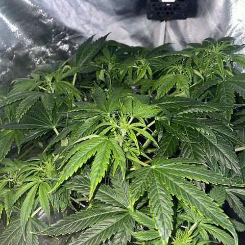 Royal Dwarf growlog timeline photo