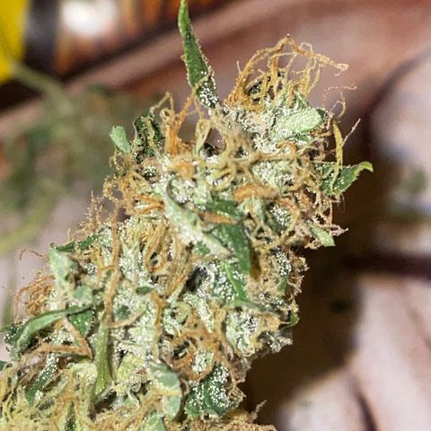 Royal Dwarf growlog timeline photo