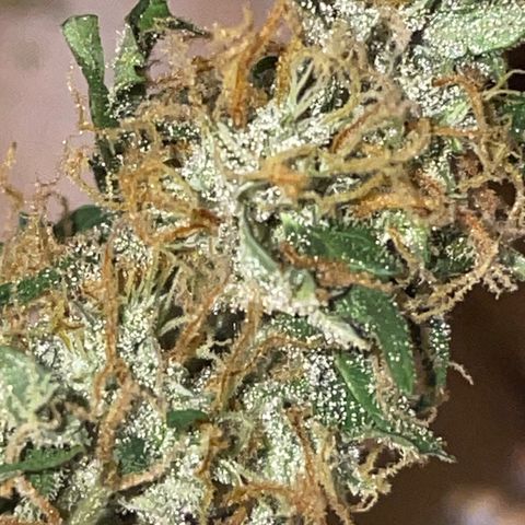Royal Dwarf growlog timeline photo