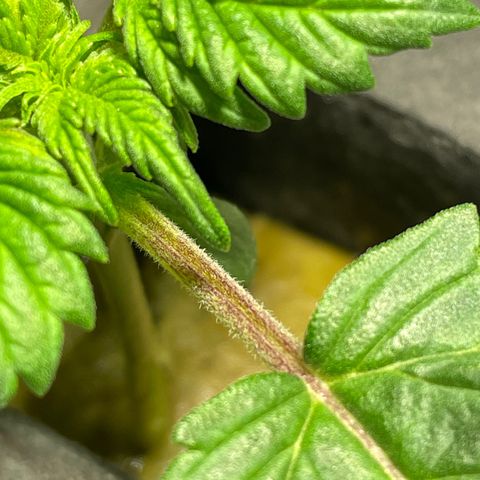 Royal Dwarf growlog timeline photo