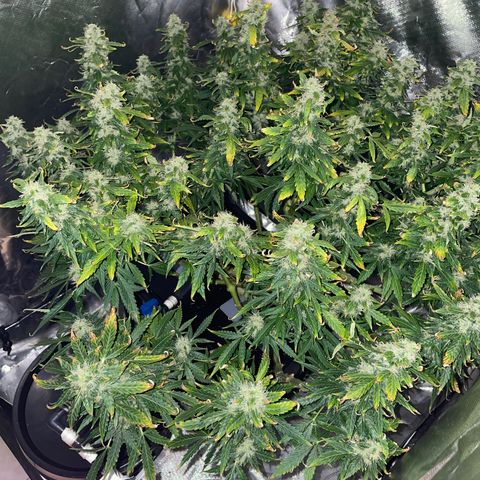 Royal Dwarf growlog timeline photo