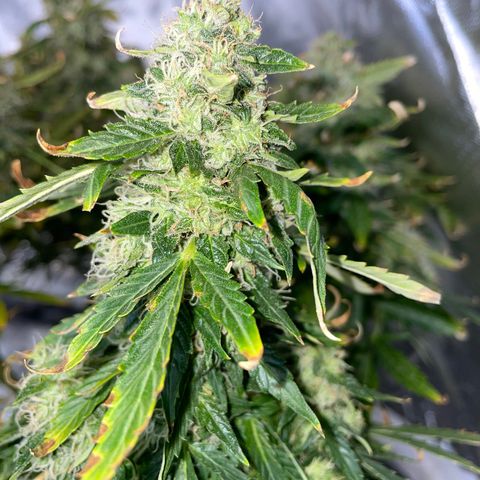 Royal Dwarf growlog timeline photo