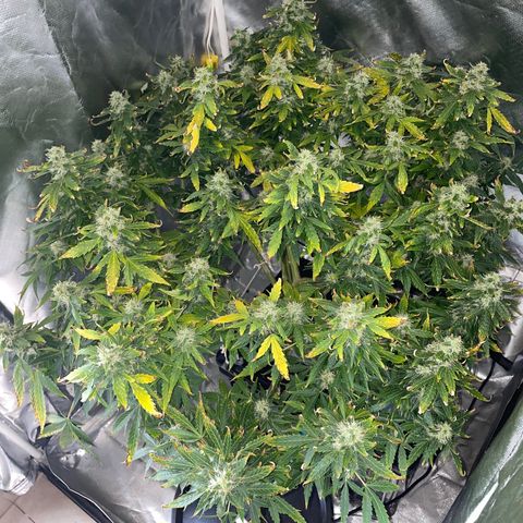 Royal Dwarf growlog timeline photo