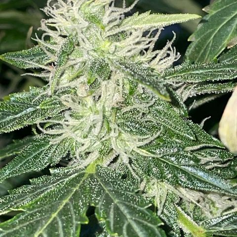 Royal Dwarf growlog timeline photo