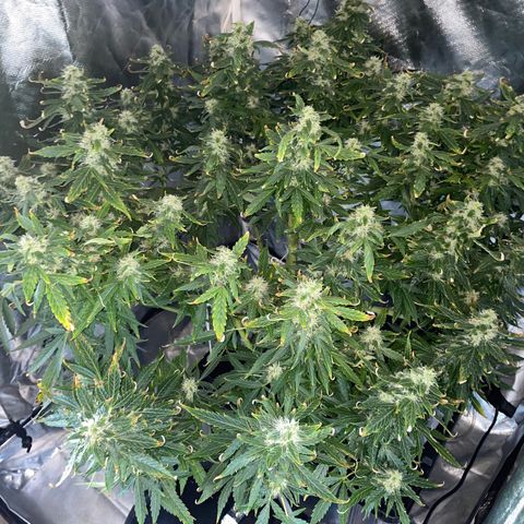 Royal Dwarf growlog timeline photo