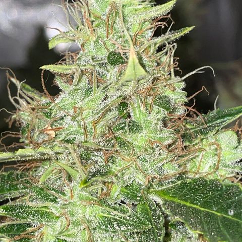 Auto Citrus Skunk growlog timeline photo
