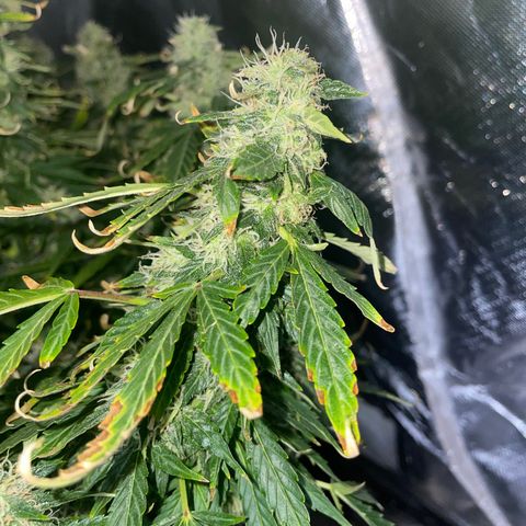 Royal Dwarf growlog timeline photo