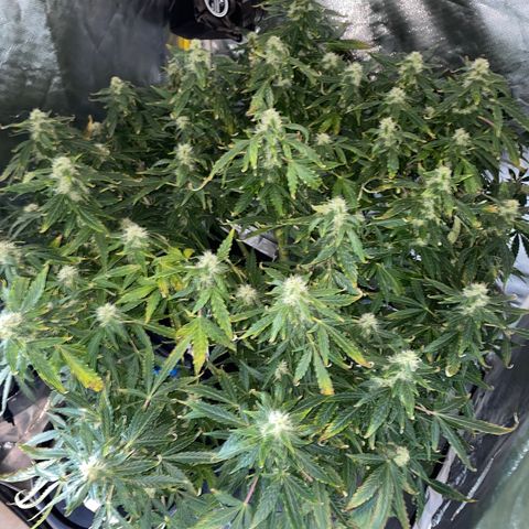 Royal Dwarf growlog timeline photo