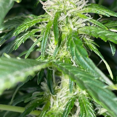 Royal Dwarf growlog timeline photo