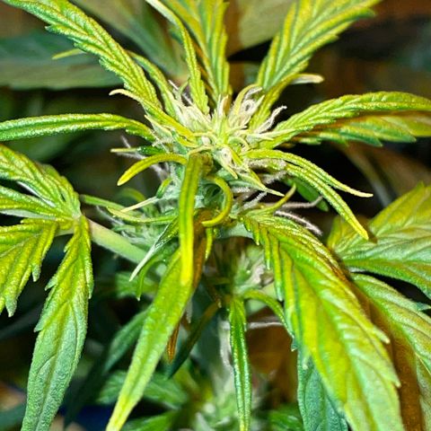 Royal Dwarf growlog timeline photo