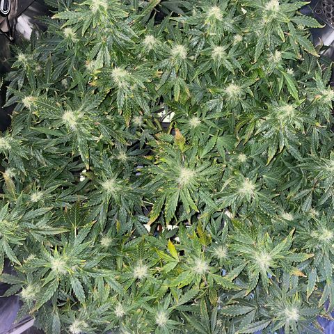 Royal Dwarf growlog timeline photo