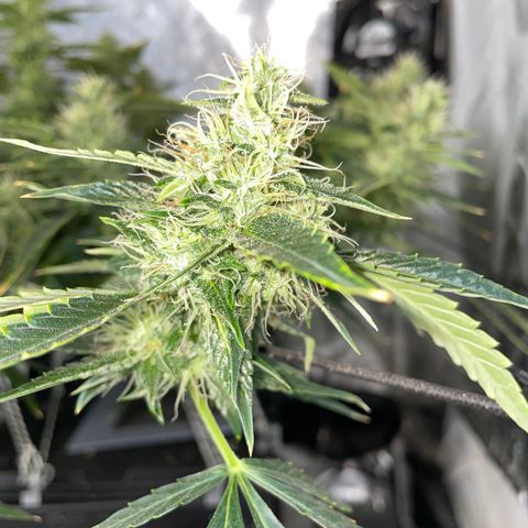 Auto Citrus Skunk growlog timeline photo
