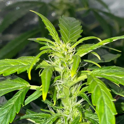 Royal Dwarf growlog timeline photo