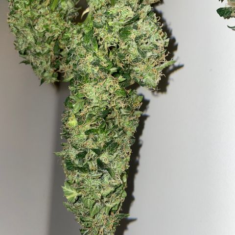 Royal Dwarf growlog timeline photo