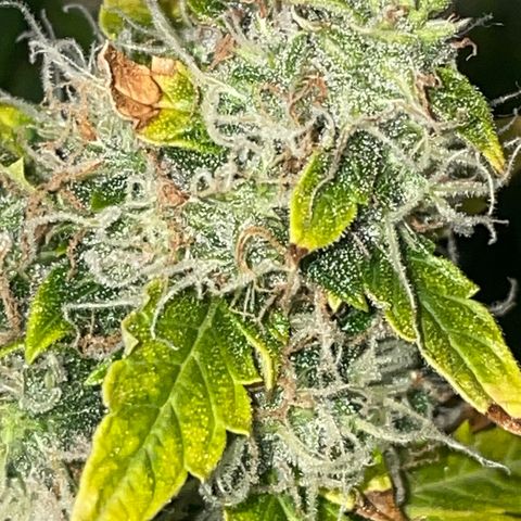 Royal Dwarf growlog timeline photo