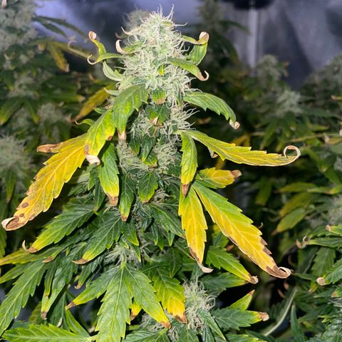 Royal Dwarf growlog timeline photo