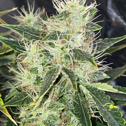 Auto Citrus Skunk growlog timeline photo