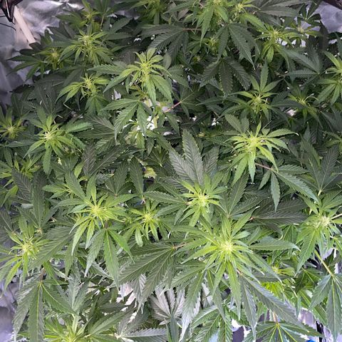 Royal Dwarf growlog timeline photo