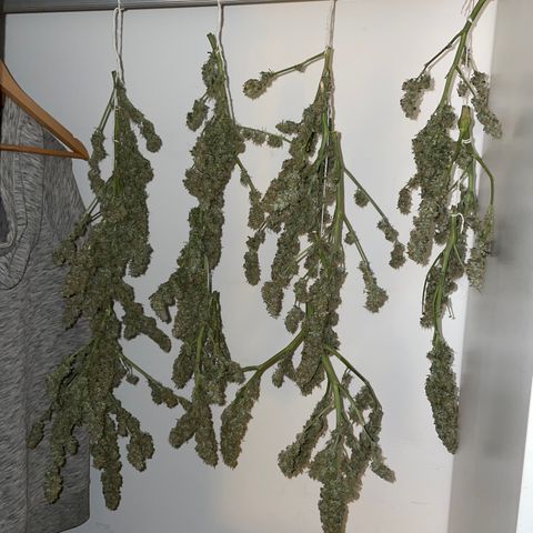 Royal Dwarf growlog timeline photo