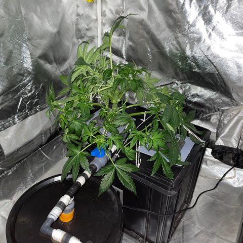 Royal Dwarf growlog timeline photo