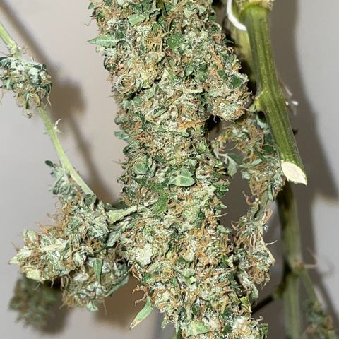 Royal Dwarf growlog timeline photo
