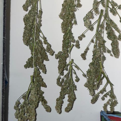 Royal Dwarf growlog timeline photo