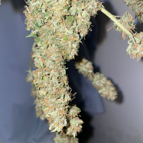 Royal Dwarf growlog timeline photo