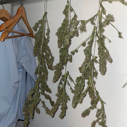 Royal Dwarf growlog timeline photo