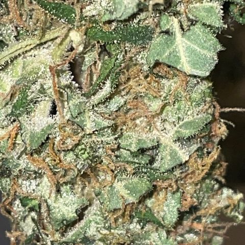 Royal Dwarf growlog timeline photo