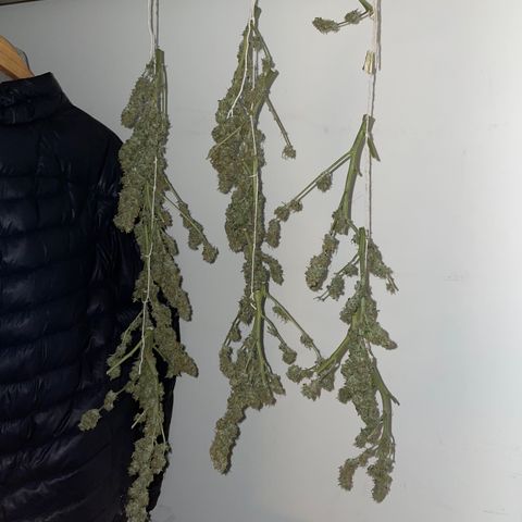 Royal Dwarf growlog timeline photo