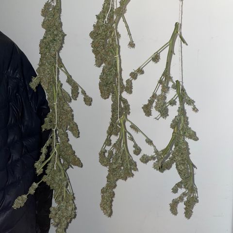 Royal Dwarf growlog timeline photo