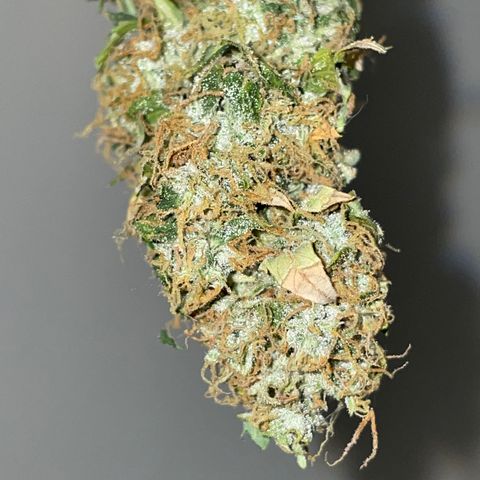 Royal Dwarf growlog timeline photo