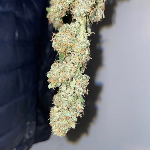 Royal Dwarf growlog timeline photo