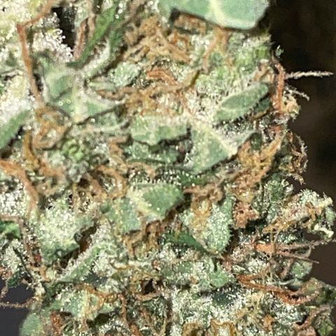 Royal Dwarf growlog timeline photo