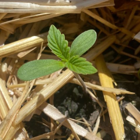 Datscha Grün  growlog timeline photo