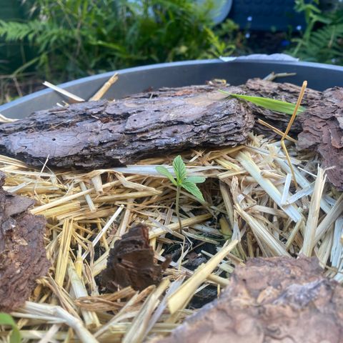 Datscha Grün  growlog timeline photo