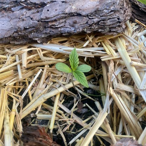 Datscha Grün  growlog timeline photo