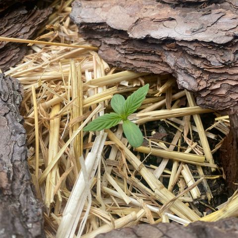 Datscha Grün  growlog timeline photo