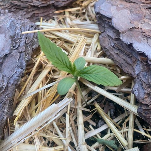 Datscha Grün  growlog timeline photo