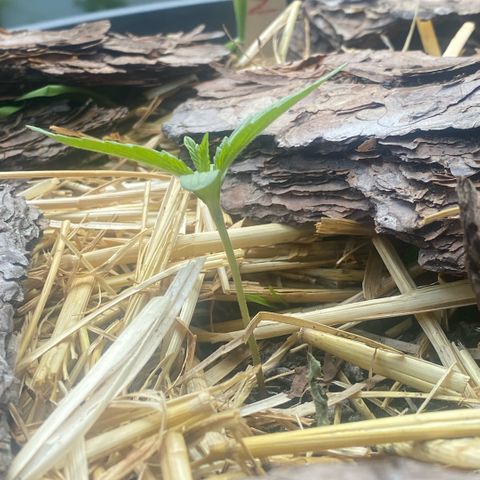 Datscha Grün  growlog timeline photo