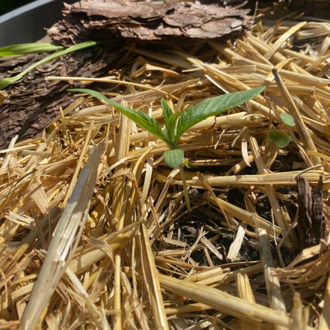 Datscha Grün  growlog timeline photo