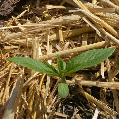Datscha Grün  growlog timeline photo
