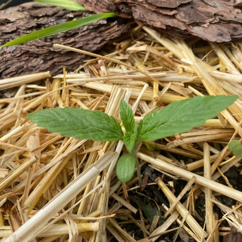 Datscha Grün  growlog timeline photo