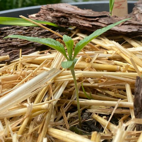 Datscha Grün  growlog timeline photo