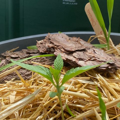 Datscha Grün  growlog timeline photo