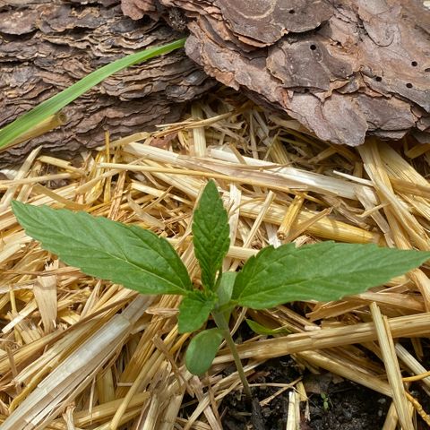 Datscha Grün  growlog timeline photo