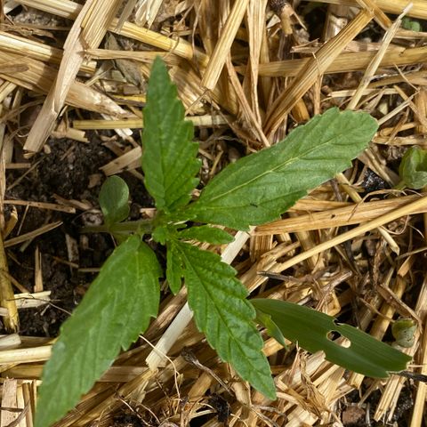 Datscha Grün  growlog timeline photo