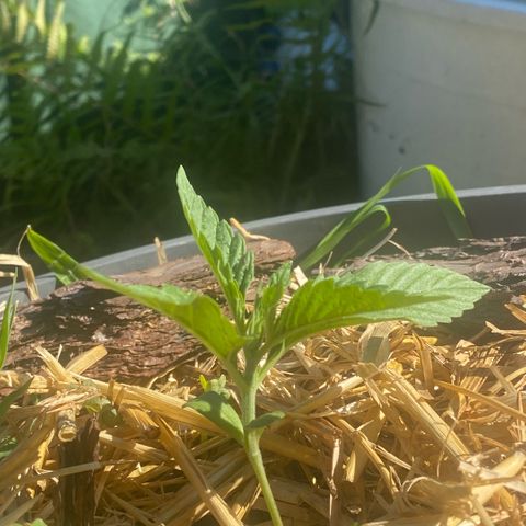 Datscha Grün  growlog timeline photo